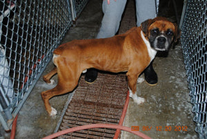 Donation ~ George - An Act of Dog-Museum of Compassion 